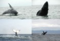 TOUR BALLENAS JOROBADAS EN SALINAS